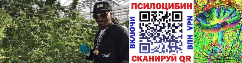 Галлюциногенные грибы Psilocybine cubensis  Новосокольники 